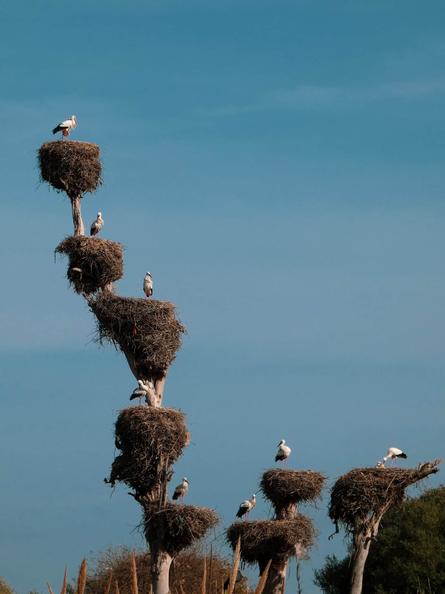 Lauréats concours artistiques et culturels 6 3e Les nids du courage scaled